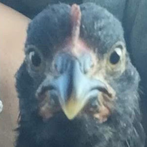 Meet your Posher, Riley